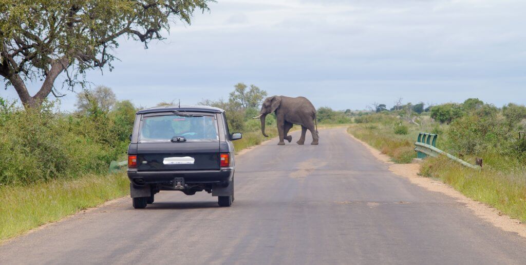 Elephant crossing the road in front of 4WD