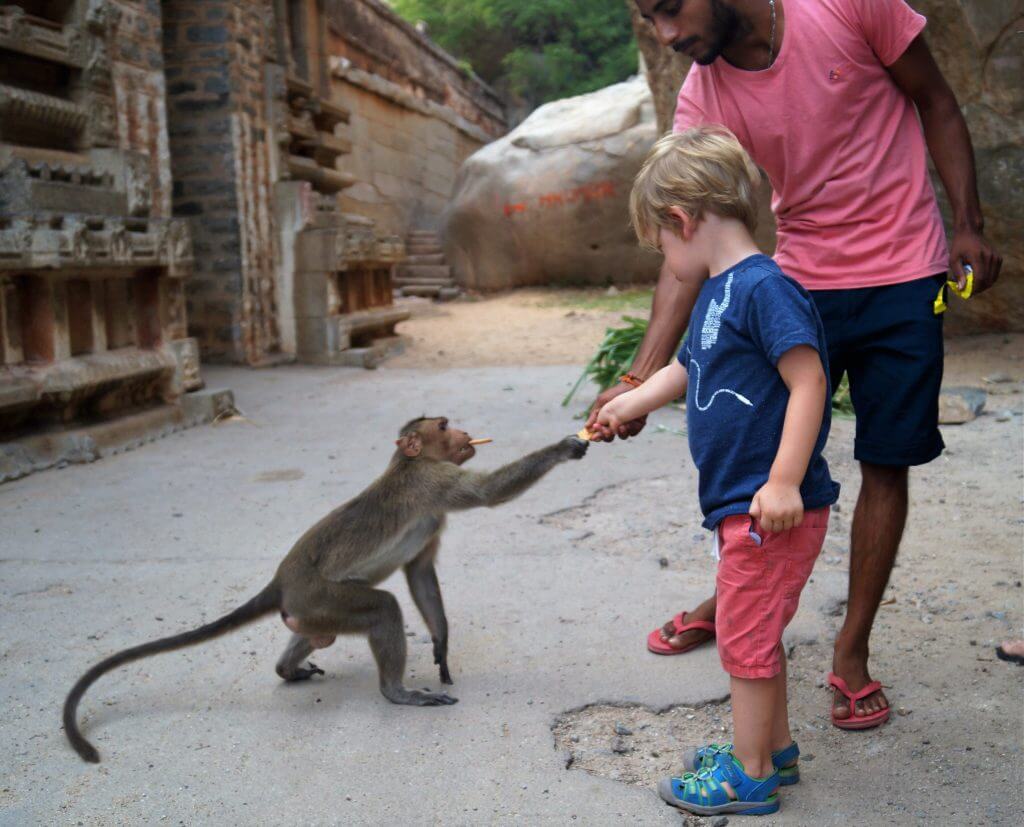 monkey in Hampi, India