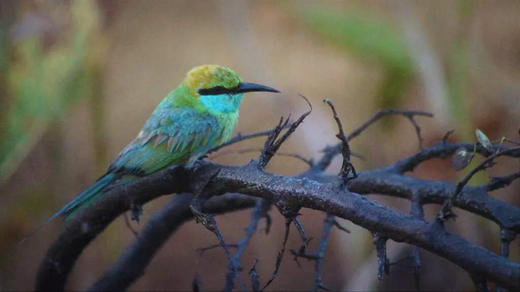 Udawalawe National Park bird