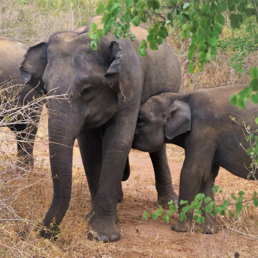 Udawalawe with kids - elephants