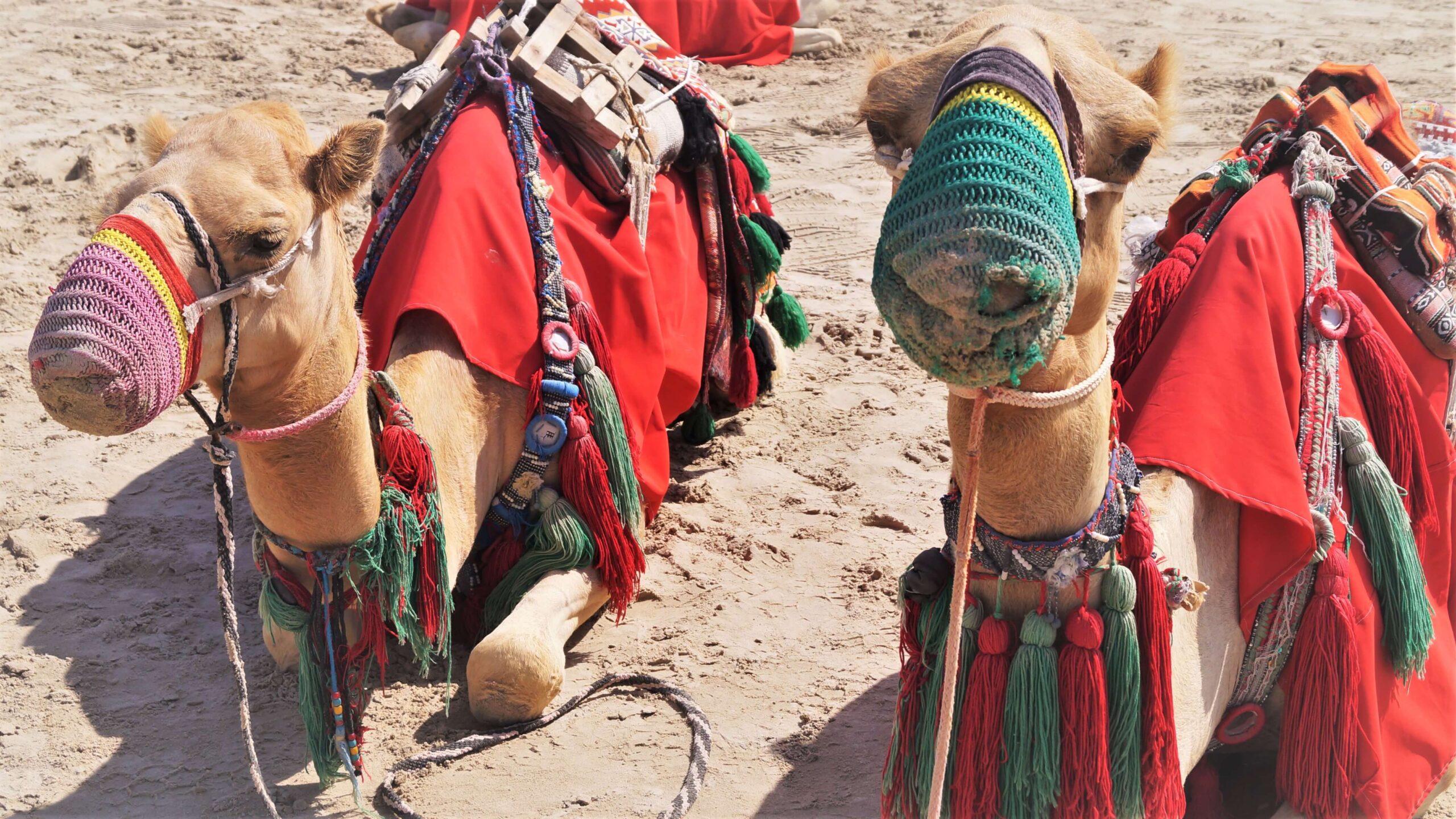Doha stopover with young kids - camels