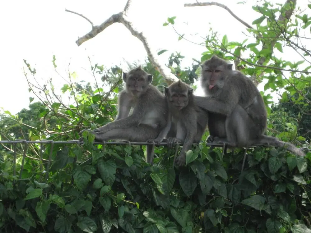 Ubud with kids