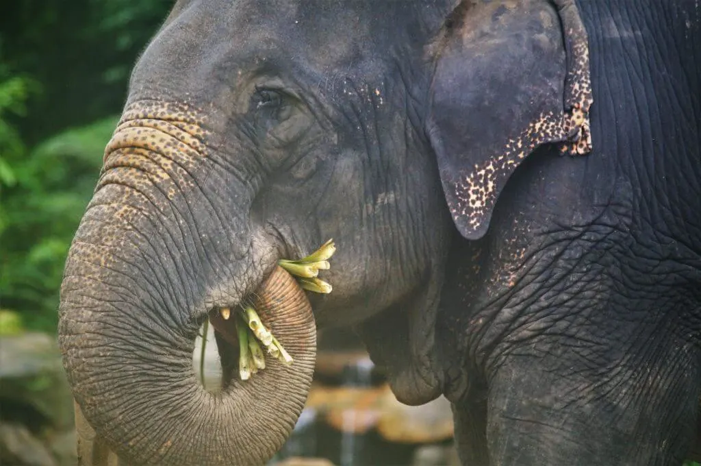 Phang Nga Elephant Park - Ethical elephant sanctuary in Thailand