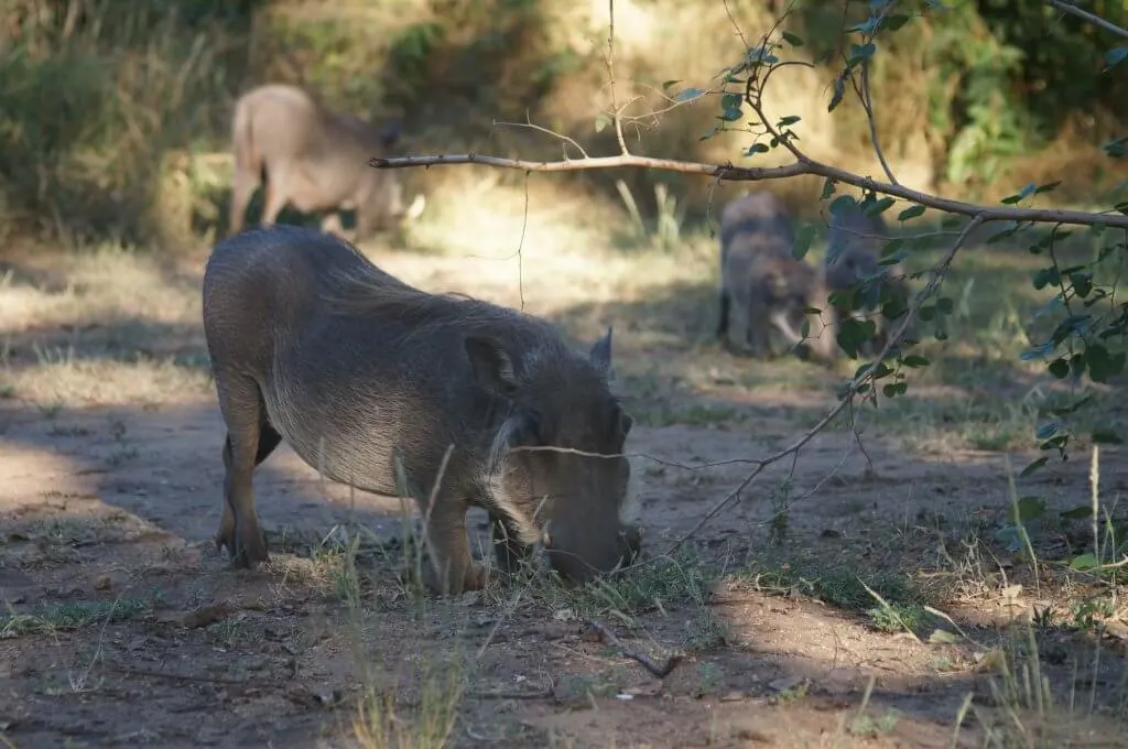 Malawi itinerary with kids