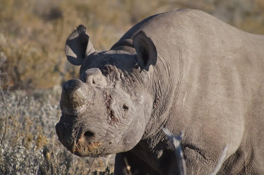 Etosha with kids