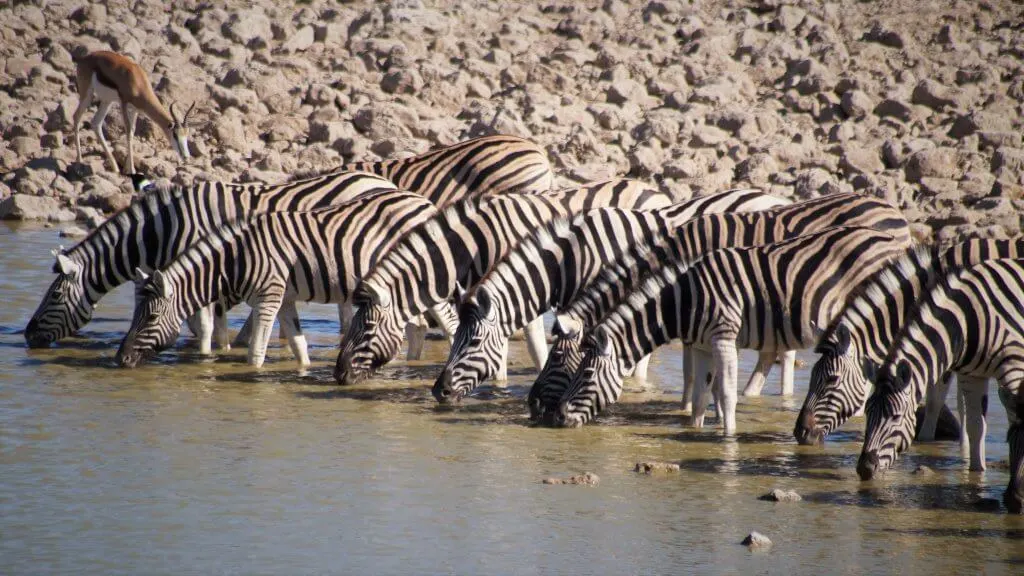 Etosha best safari kids