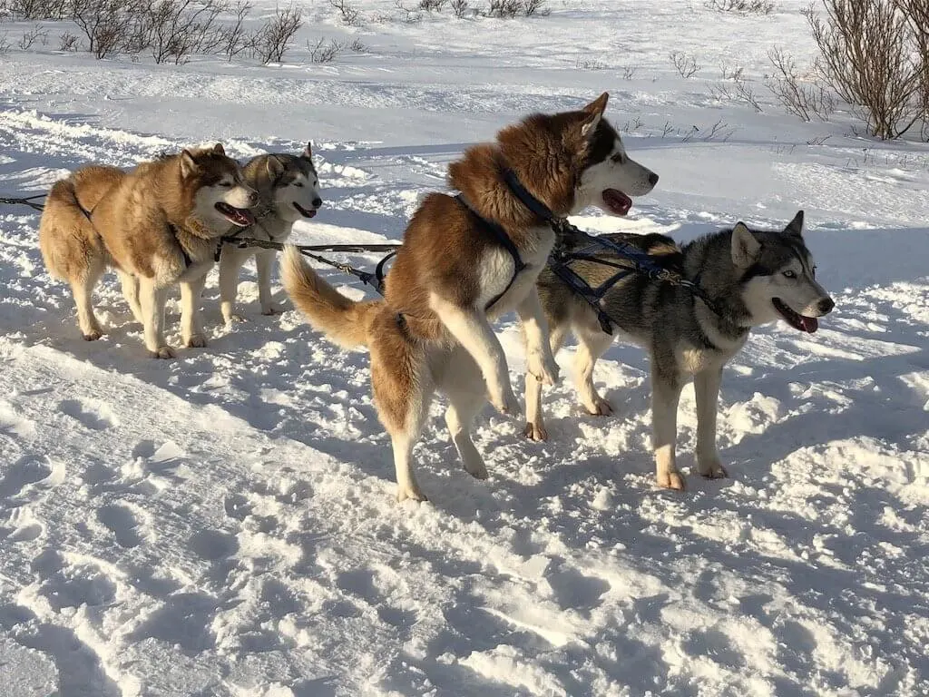 Things to do in Iceland with kids - dog sledding