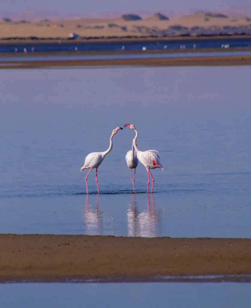 Flamingos at Walvis Bay