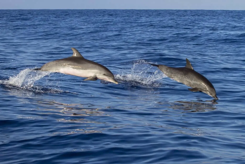 dolphins in Goa