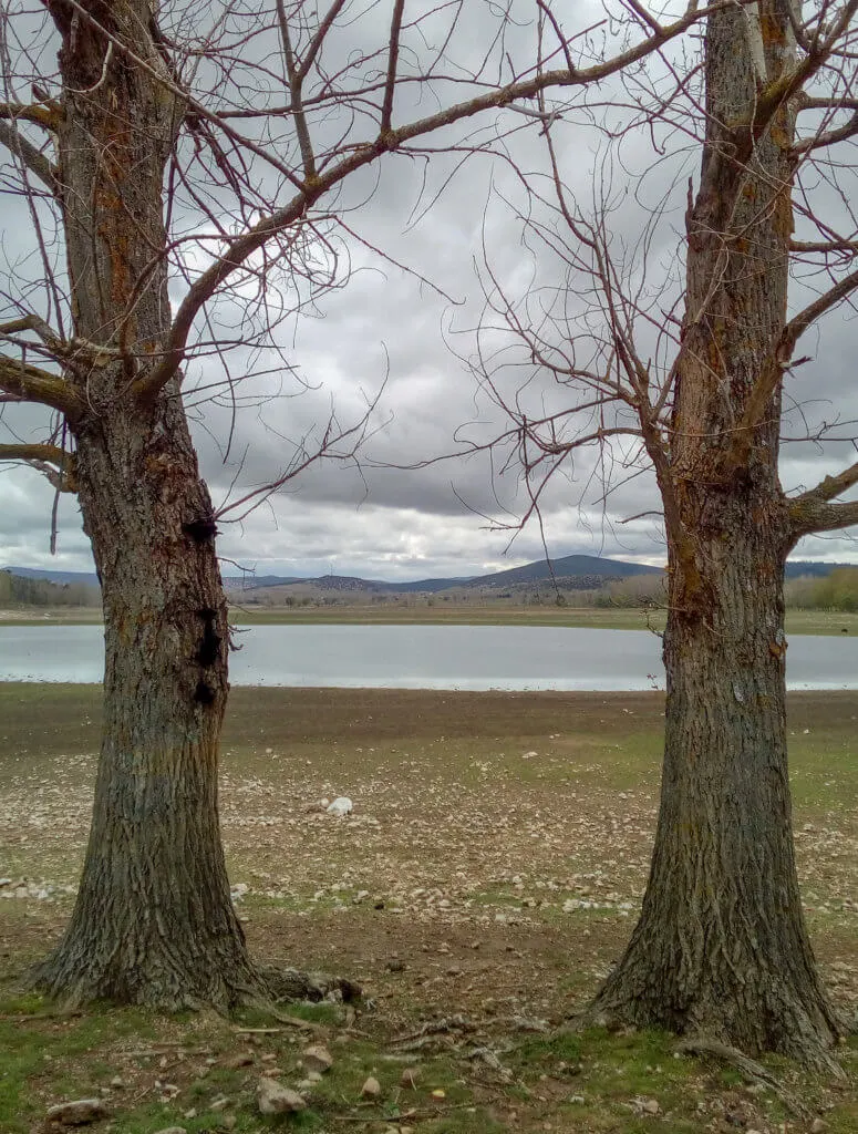 two trees and a lake in background
