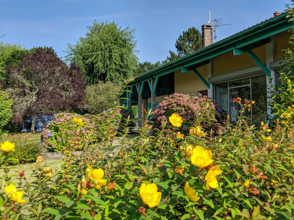 yellow flowers