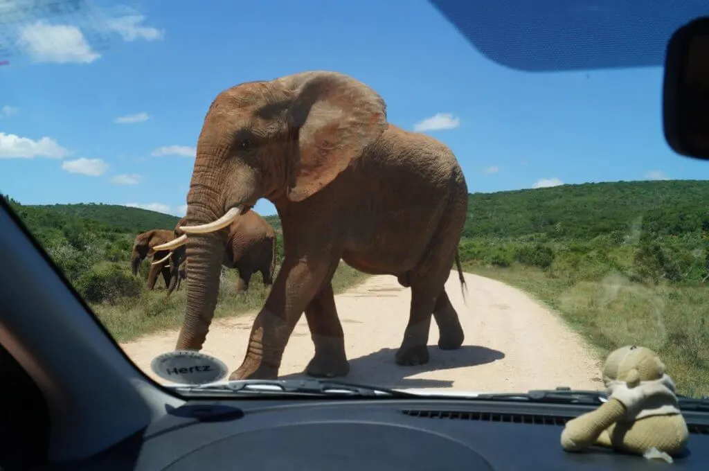 Elephant crossing the road