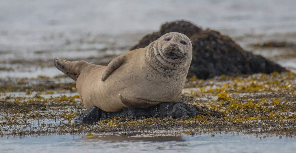 seal in Iceland