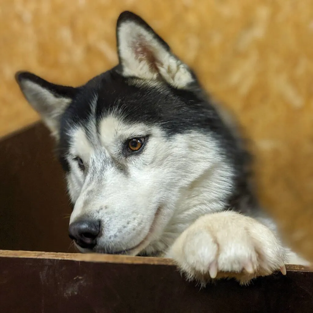 a husky dog at Snow Dogs