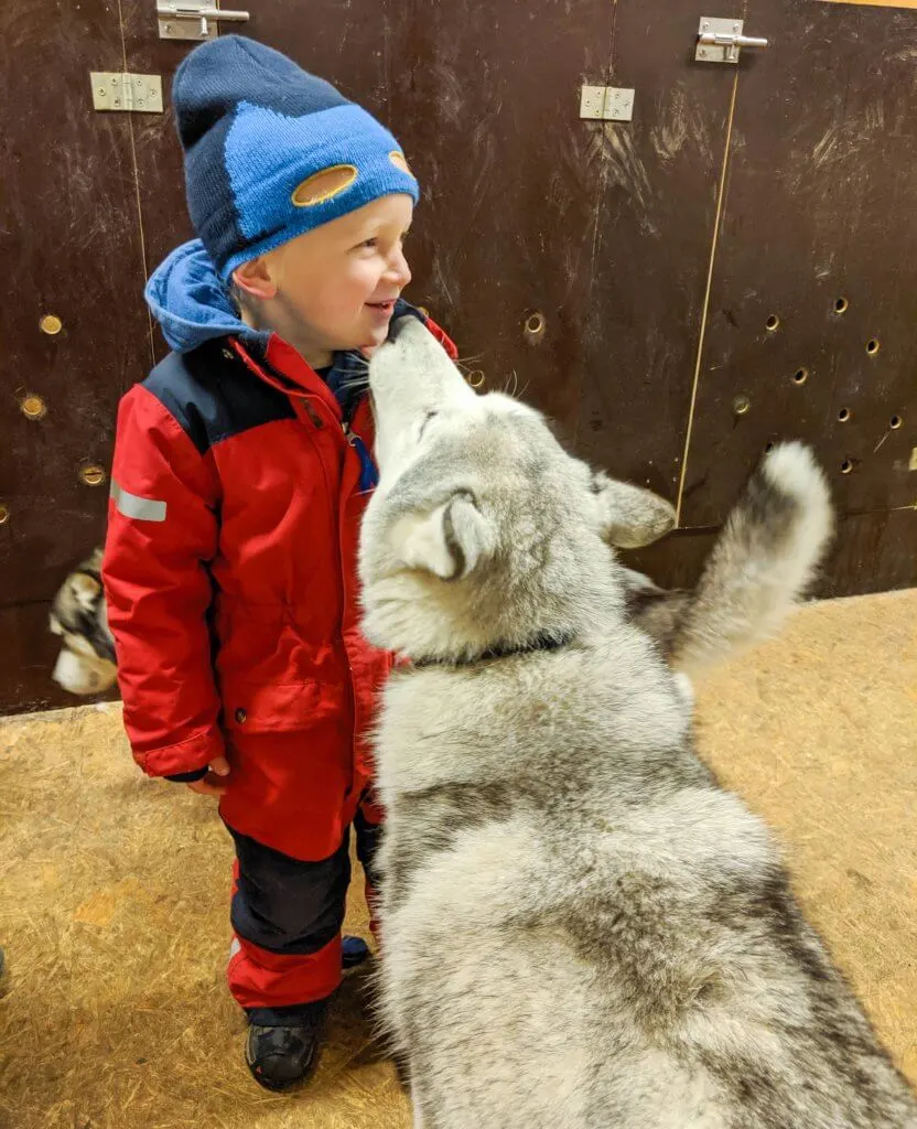 kiss from a husky at Snow Dogs