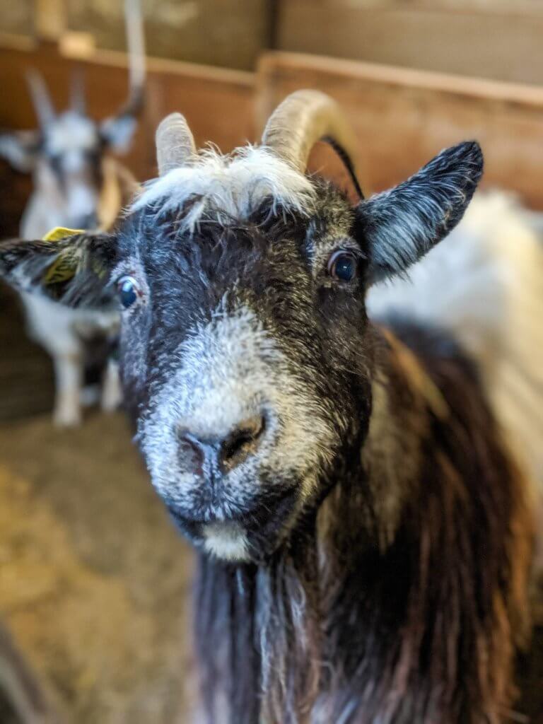 goat at Stóra Ásgeirsá