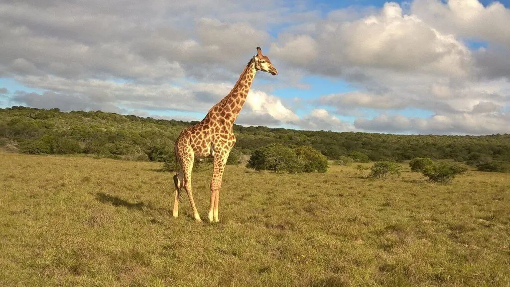 giraffe at Amakhala South Africa