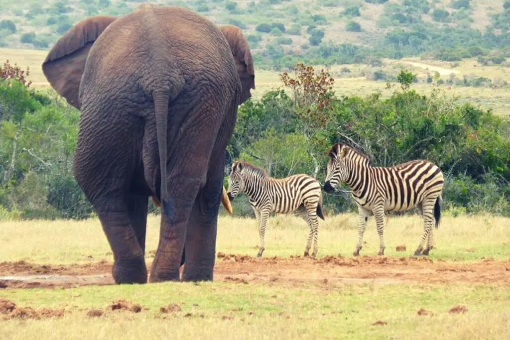 Elephant and zebras at Addo National Park