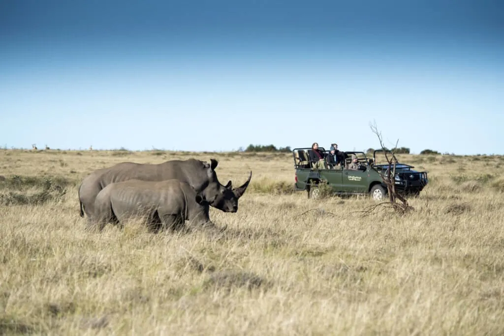 rhino on Gondwana game drive South Africa