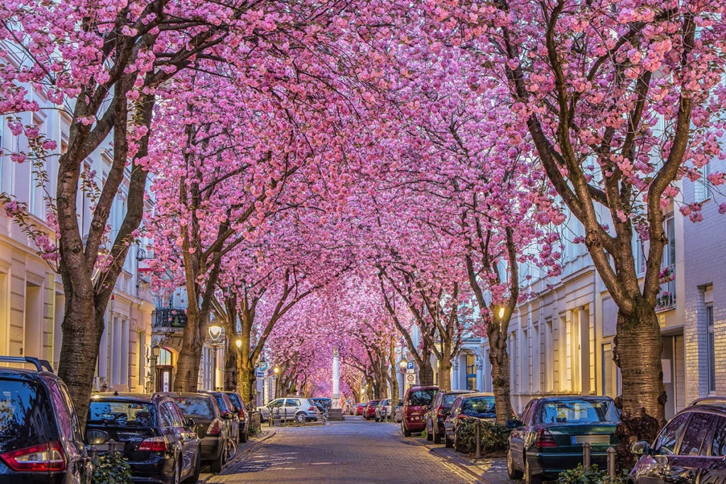 Cherry blossom in Bonn