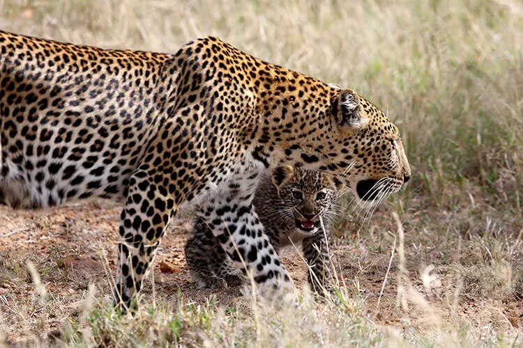 leopards at loisaba in Kenya