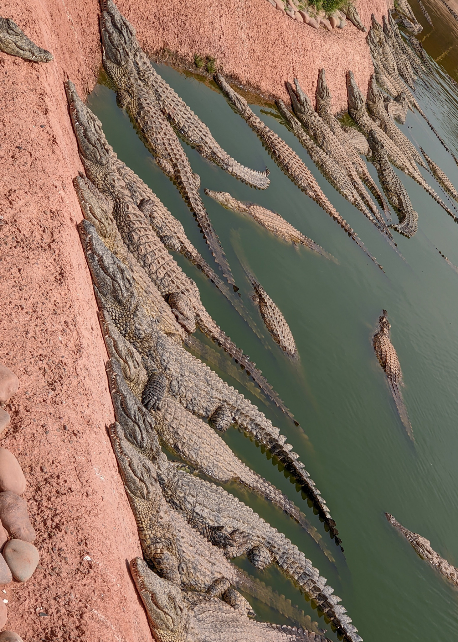 crocodiles at Agadir Crocoparc