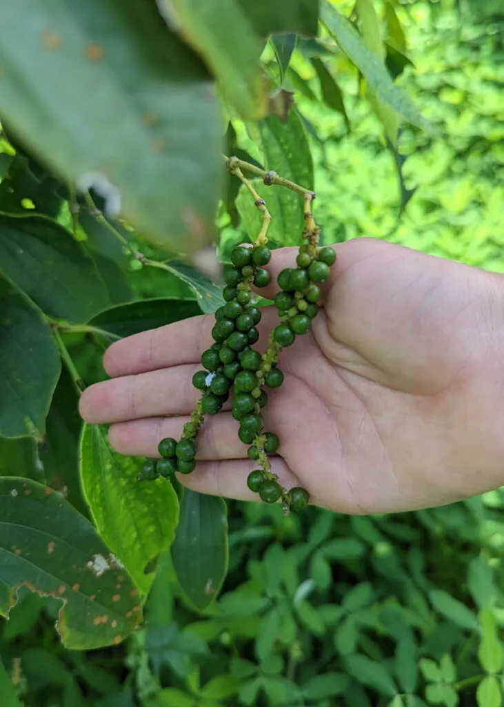 Kampot pepper