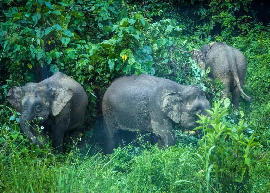 Exploring The Kinabatangan River With Kids: 3d 2n With Sukau Bilit Resort