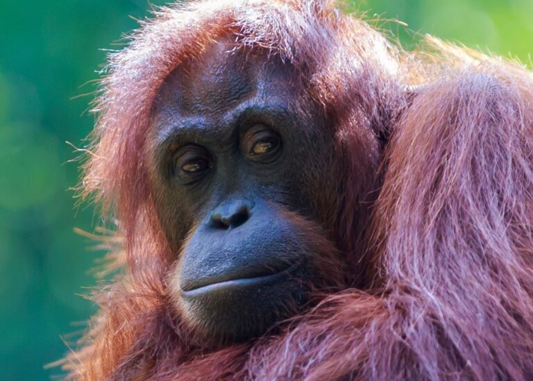 Sepilok Orangutan Rehabilitation Centre