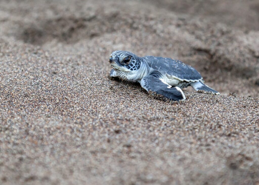 Selingan Island turtle
